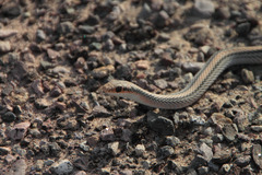 Salvadora deserticola