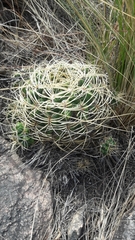 Gymnocalycium monvillei
