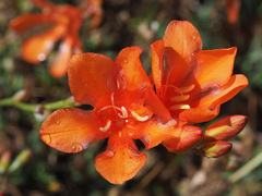 Tritonia crocata