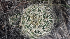 Gymnocalycium monvillei
