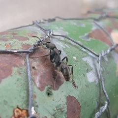 Pachycondyla striata