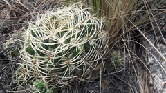 Gymnocalycium monvillei