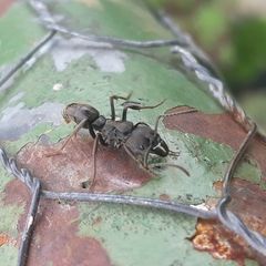 Pachycondyla striata