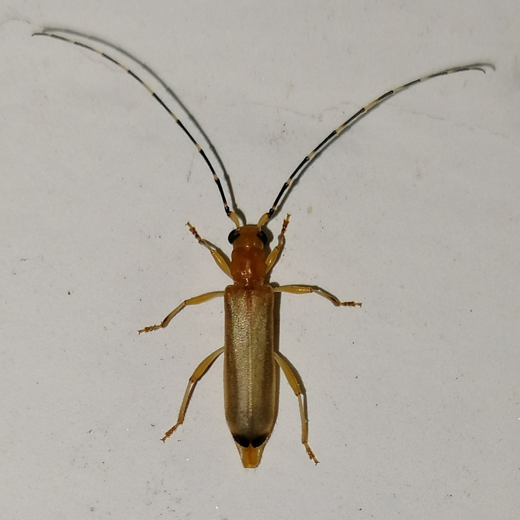 Limernaea sahlbergi
