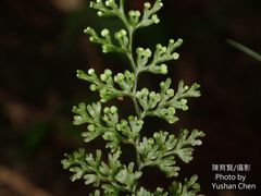 Hymenophyllum fujisanense
