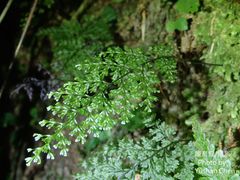 Hymenophyllum fujisanense