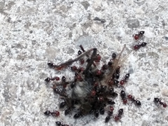 Crematogaster scutellaris