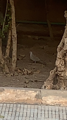 Streptopelia decaocto