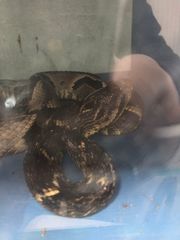 Bothrops jararaca