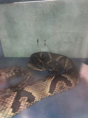 Bothrops jararaca