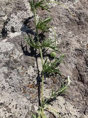 Blumenbachia insignis