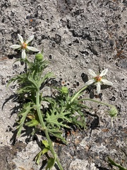 Blumenbachia insignis