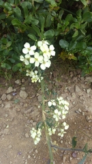 Erysimum franciscanum