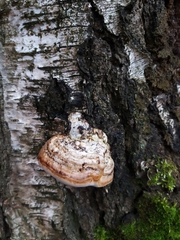 Fomes fomentarius