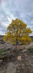 Handroanthus serratifolius