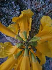 Handroanthus serratifolius