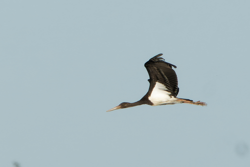 Cigogne noire, jeune