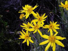 Senecio argyreus