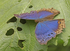 Protogoniomorpha temora