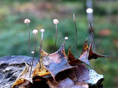 Marasmius hudsonii
