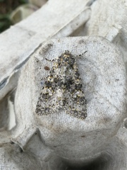 Polymixis xanthomista