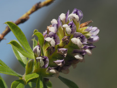 Psoralea spicata