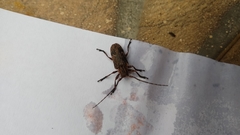 Hesychotypa subfasciata