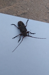 Hesychotypa subfasciata