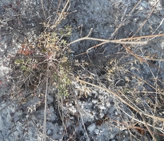 Pimpinella titanophila