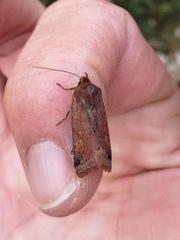 Agrochola haematidea