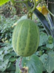 Polyclathra cucumerina