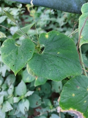 Polyclathra cucumerina