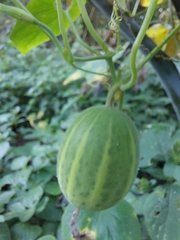 Polyclathra cucumerina