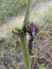 Dendryphantes zygoballoides