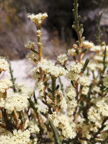 Cedar Stackleaf (Psammotropha anguina)