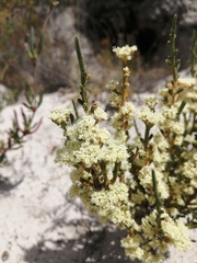 Psammotropha anguina