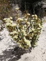 Psammotropha anguina
