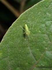 Tetragnatha squamata