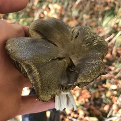Tricholoma sciodes