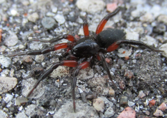 Gnaphosa bicolor