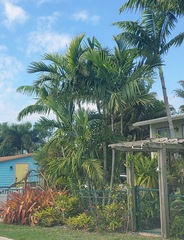 Dypsis cabadae