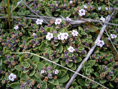 Clinopodium darwinii