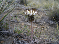 Hypochaeris incana