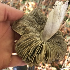 Tricholoma sciodes