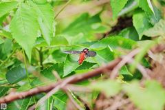Huechys sanguinea