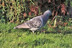 Columba livia domestica
