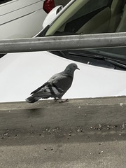 Columba livia