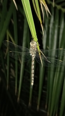 Pinheyschna subpupillata