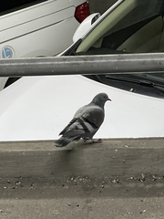 Columba livia