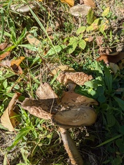 Amanita simulans